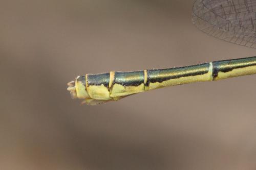Réf. 335 183 : Erythromma sp.